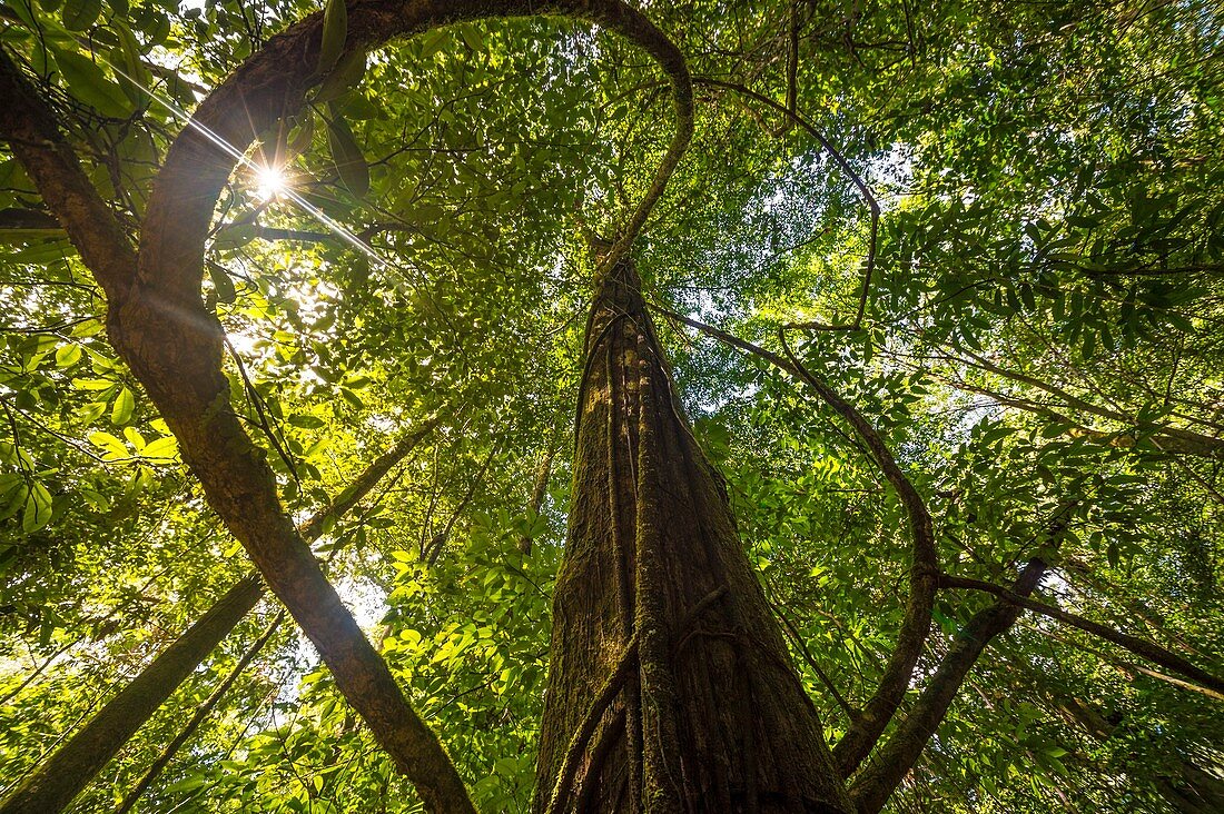 France, French Guiana, Kourou, undergrowth of rainforest around Wapa Lodge