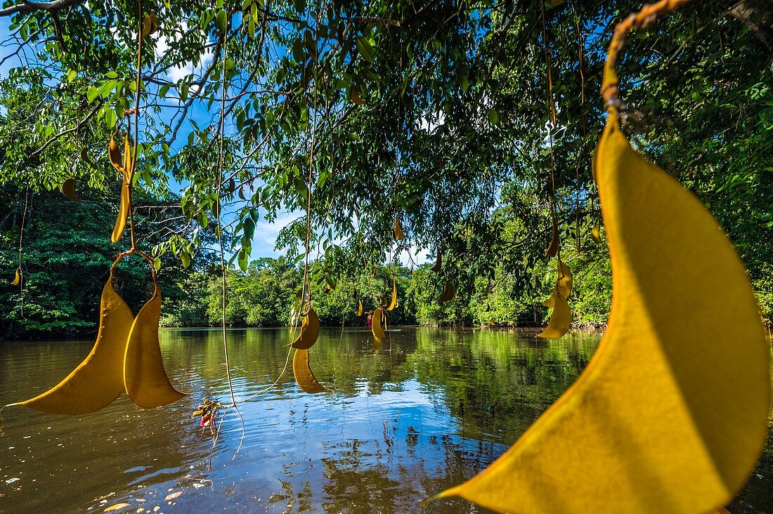 France, French Guiana, Kourou, Wapa Lodge, Wapa seeds on the Kourou River