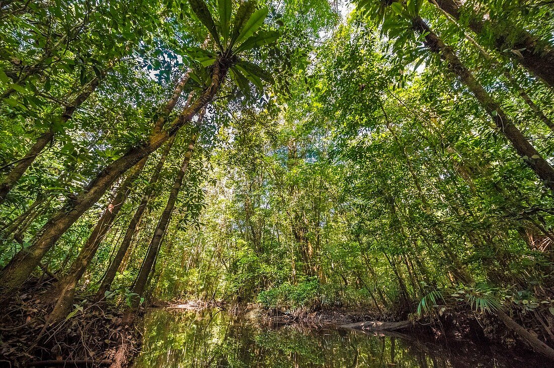 France, French Guiana, Kourou, Wapa Lodge, tropical undergrowth on the banks of the Kwi River, tributary of the Kourou River