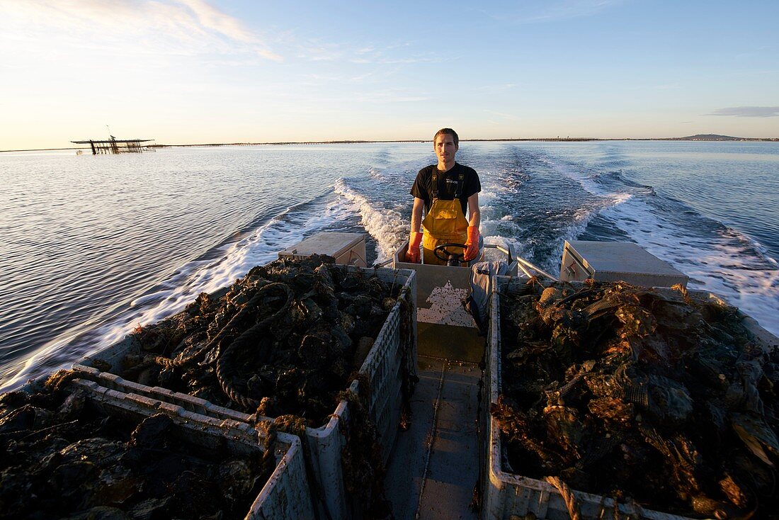 France, Herault, Marseillan, oyster farming, Tarbouriech company, oyster farming, shellfish farmers