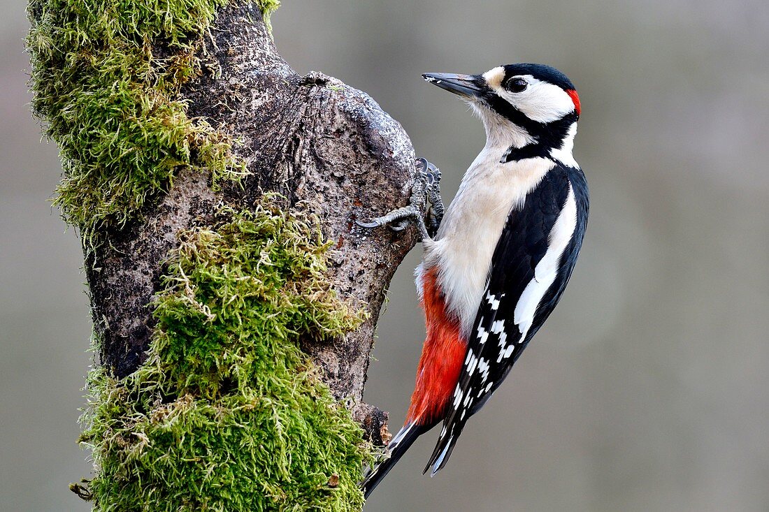 France, Doubs, bird, Great Spotted Woodpecker (Dendrocopos major)