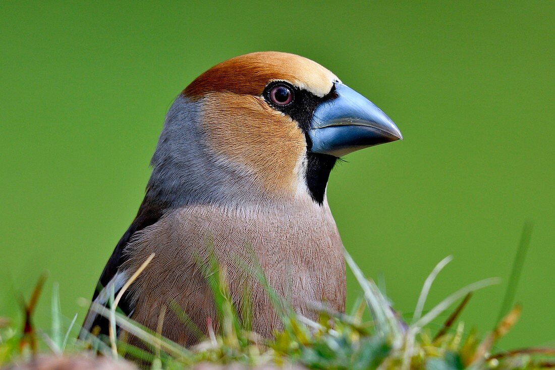 France, Doubs, bird, sparrow, Hawfinch (Coccothraustes coccothraustes) male