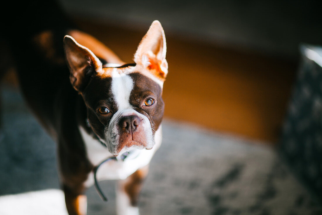 Porträt der französischen Bulldogge zu Hause