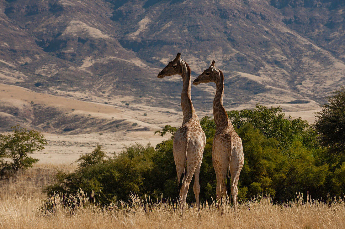 Pair of giraffes (Giraffa camelopardalis),Skeleton Coast National Park,Namibia