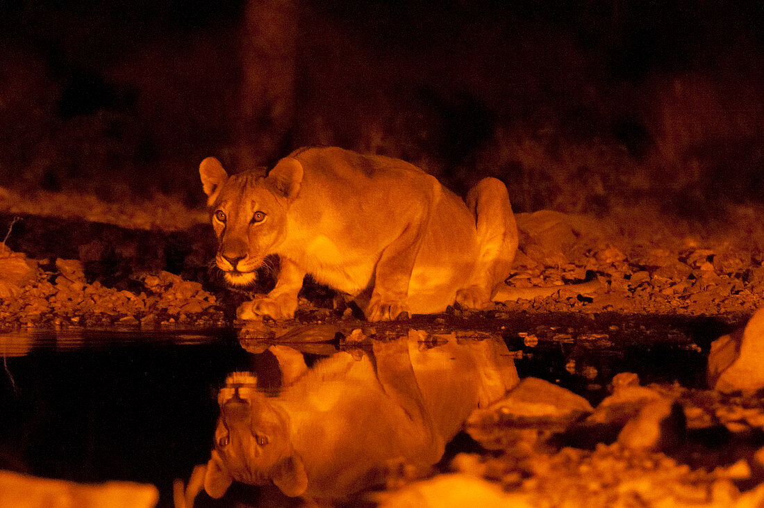 Löwin (Panthera Leo) am Wasserloch, Ongava Game Reserve, nahe Etosha Nationalpark, Namibia