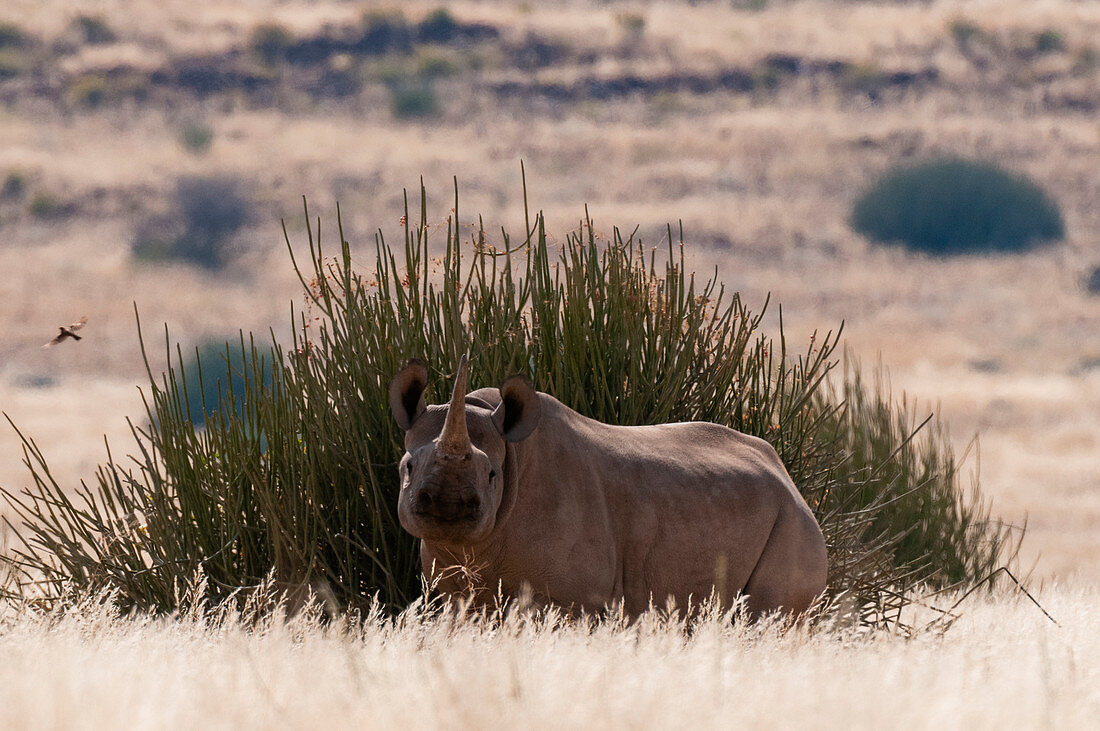 Desert adapted Black Rhinoceros (Diceros bicornis),Palmwag Concession,Damaraland,Namibia