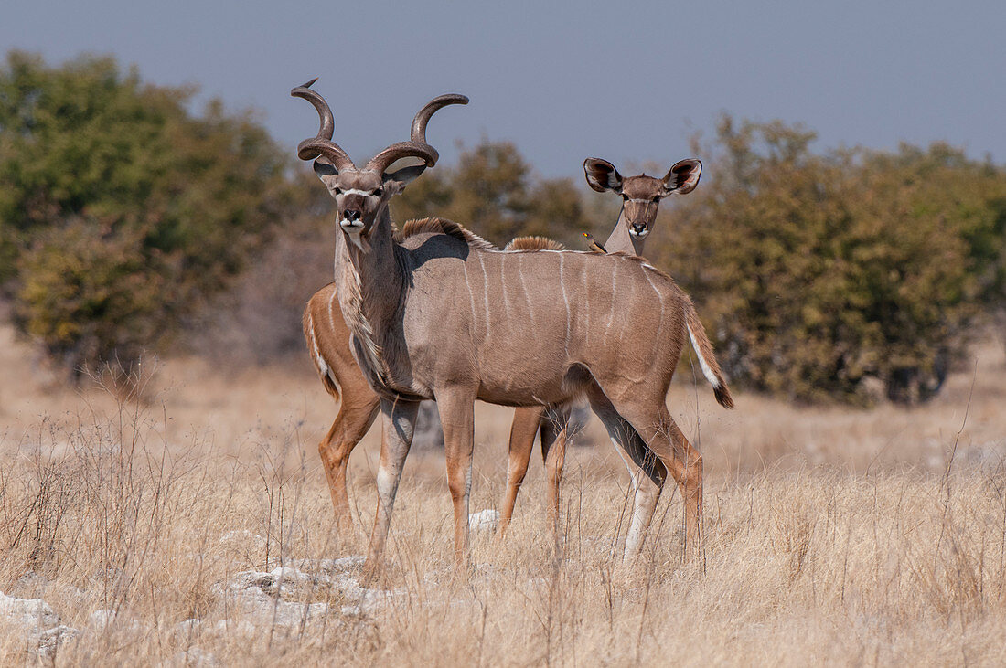 Pair of greater kudus (Tragelaphus strepsiceros),Etosha National Park,Namibia