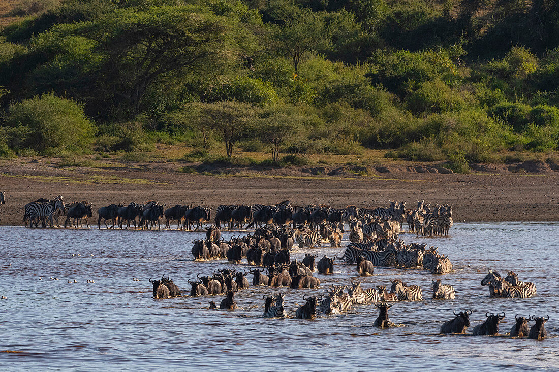 Migrating plains zebras (Equus quagga) and wildebeests (Connochaetes taurinus) crossing lake,Ndutu,Ngorongoro Conservation Area,Serengeti,Tanzania