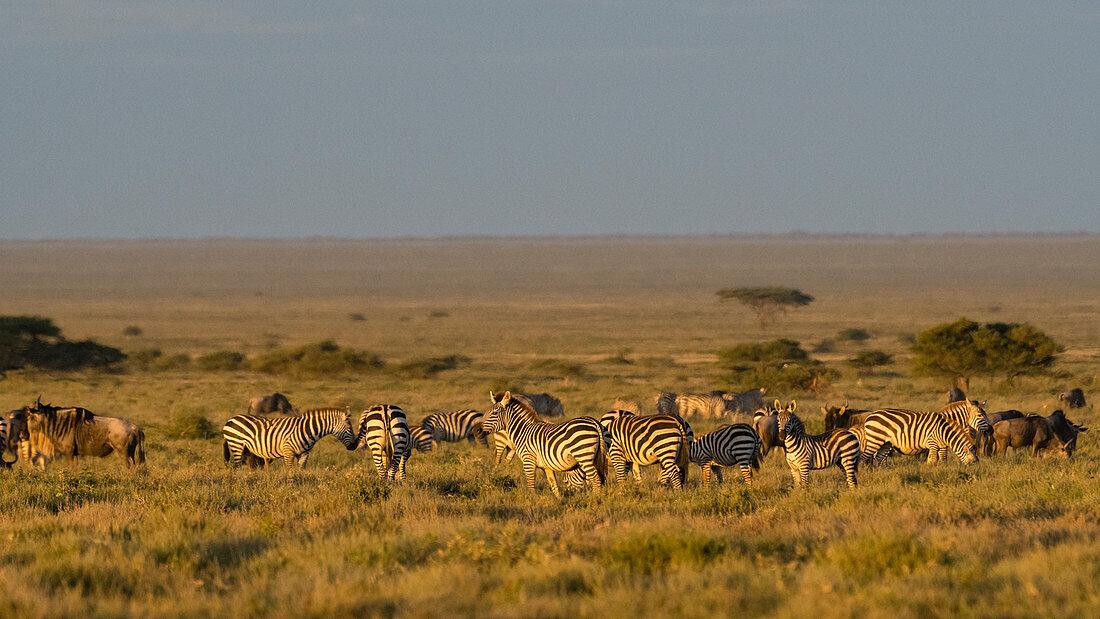 Zeal of plains zebras (Equus quagga),Ndutu,Ngorongoro Conservation Area,Serengeti,Tanzania