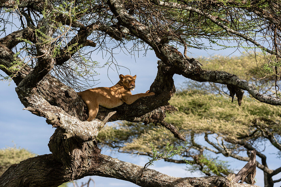 Löwin (Panthera Leo) auf Baum, Ndutu, Ngorongoro Naturschutzgebiet, Serengeti, Tansania