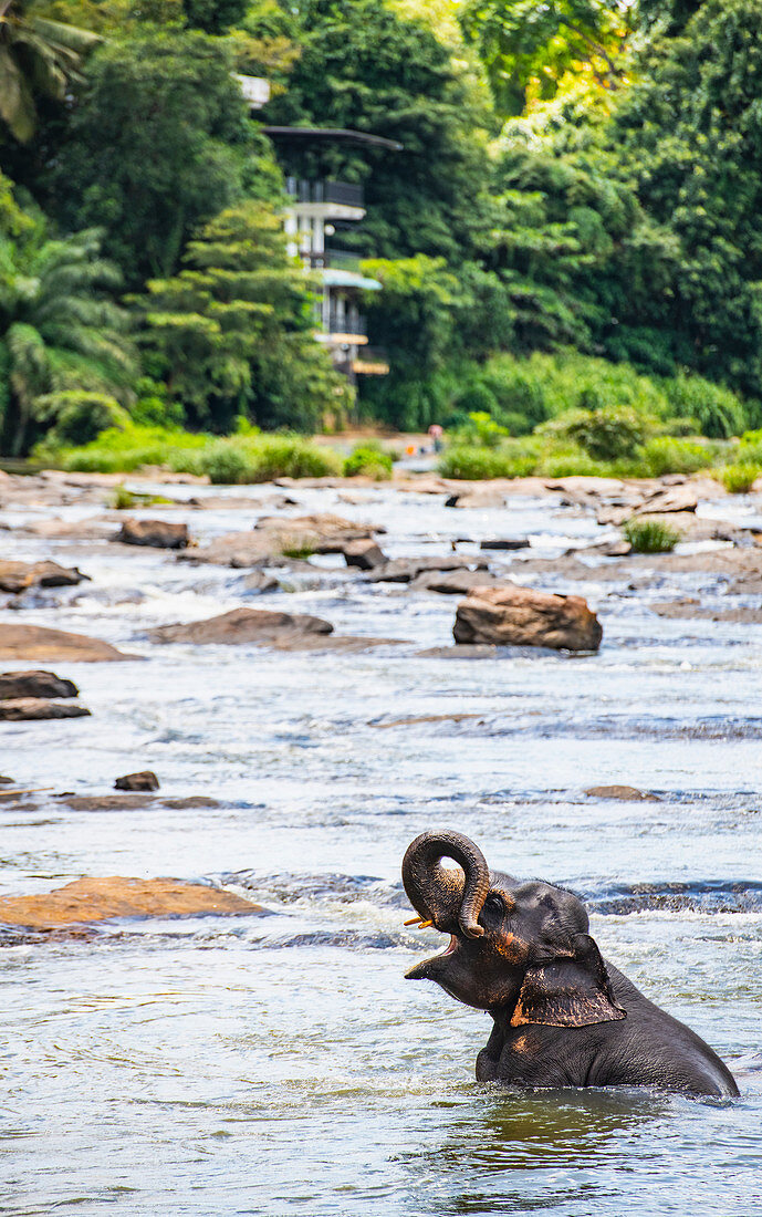 Elephant bathing in stream,Pinnawala elephant sanctuary,Sabaragamuwa Province,Sri Lanka