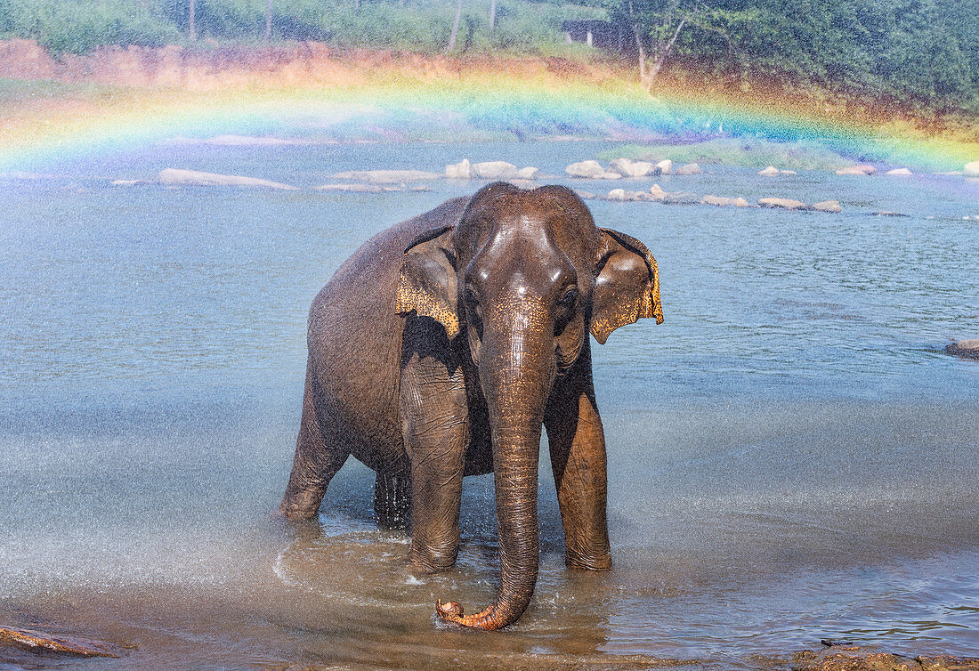 Elefant beim Baden im Strom, Pinnawala Elefantenschutzgebiet, Provinz Sabaragamuwa, Sri Lanka