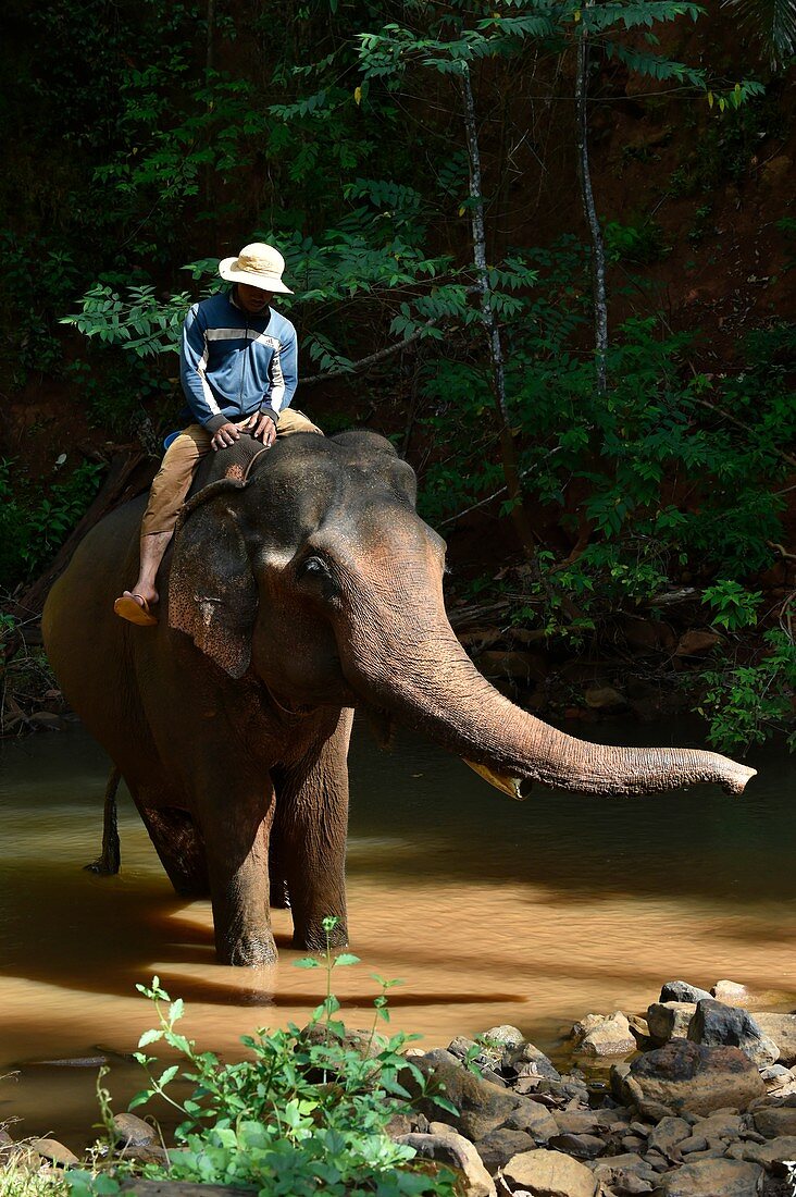 Elefant, der die Freiheit und den natürlichen Lebensraum des Elefantentals, Sen Monorom, Provinz Mondolkiri, Kambodscha, Südostasien genießt.