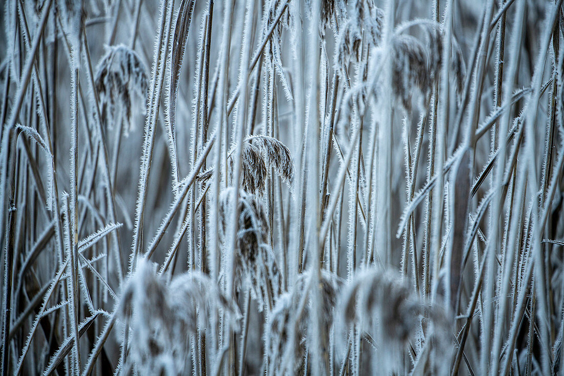 Reeds covered with hoarfrost on the shores of the Kochelsee; Bavaria; Germany.