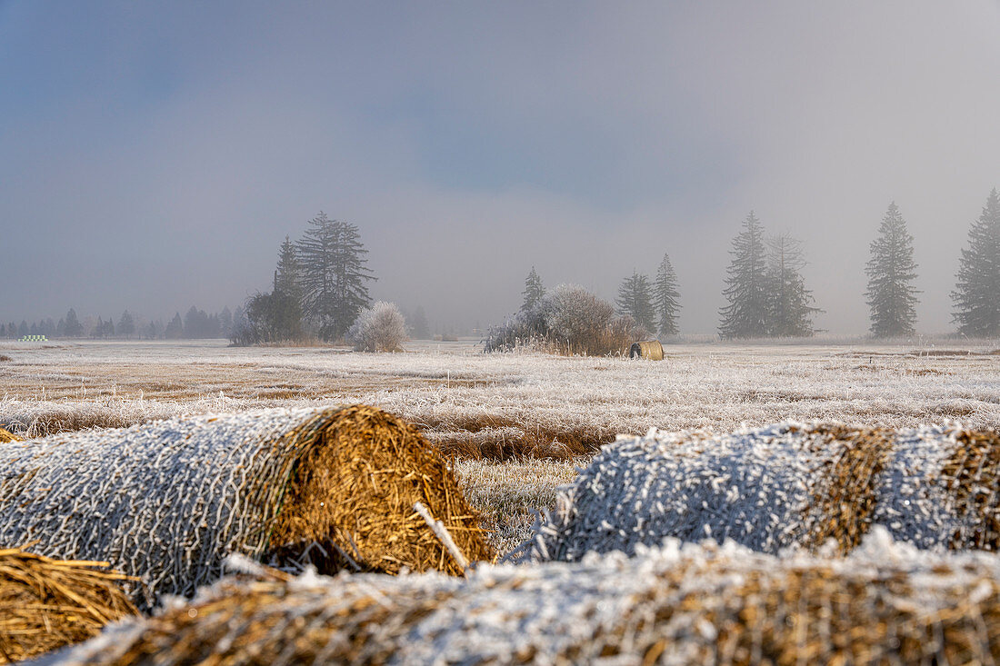 View over the hoarfrost-covered cultural landscape of the Loisach-Kochelsee Moore and the fodder meadows, Bavaria, Germany.
