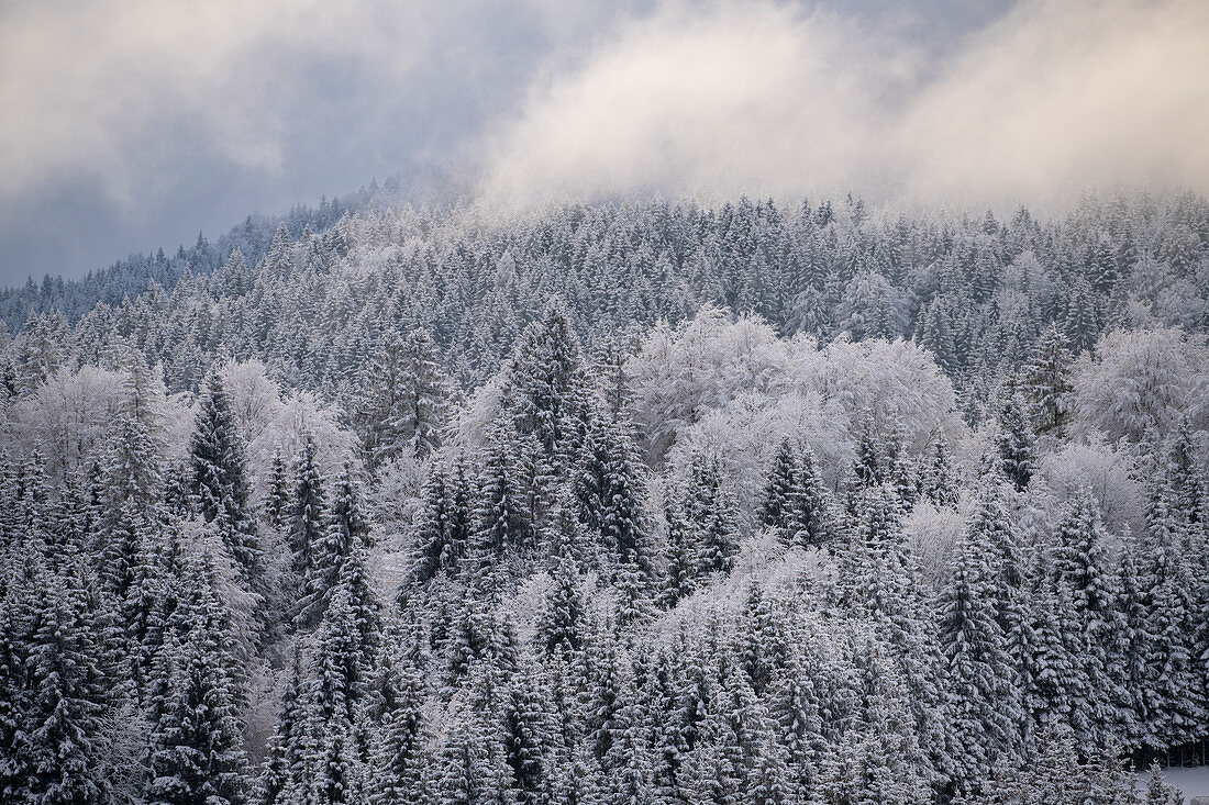 Wolkenverhangender schneebedeckter Nadelwald im Morgenlicht, Krün, Bayern, Deutschland.