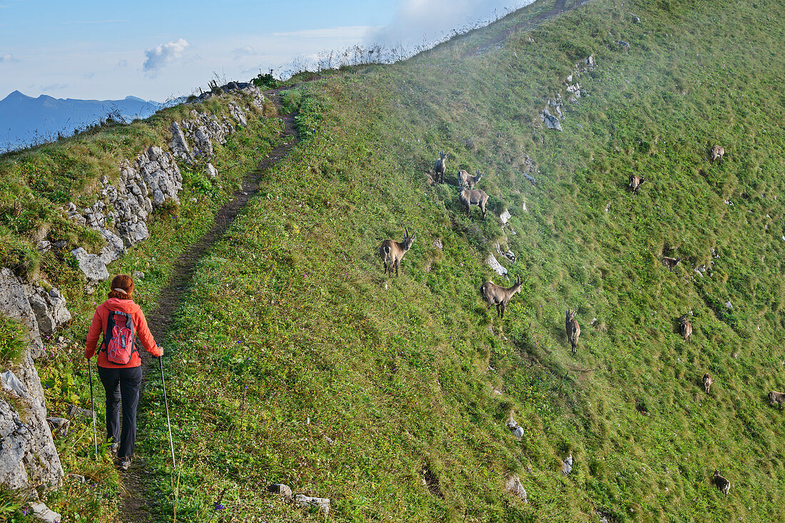 Woman hiking goes on path through pack of ibexes, Augstmatthorn, Emmental Alps, Bern, Switzerland