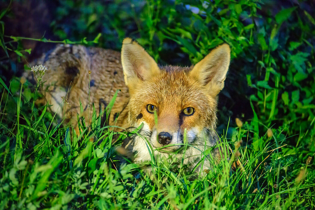 Fuchs duckt sich ins Gras und blickt auf Betrachter, Wallis, Schweiz