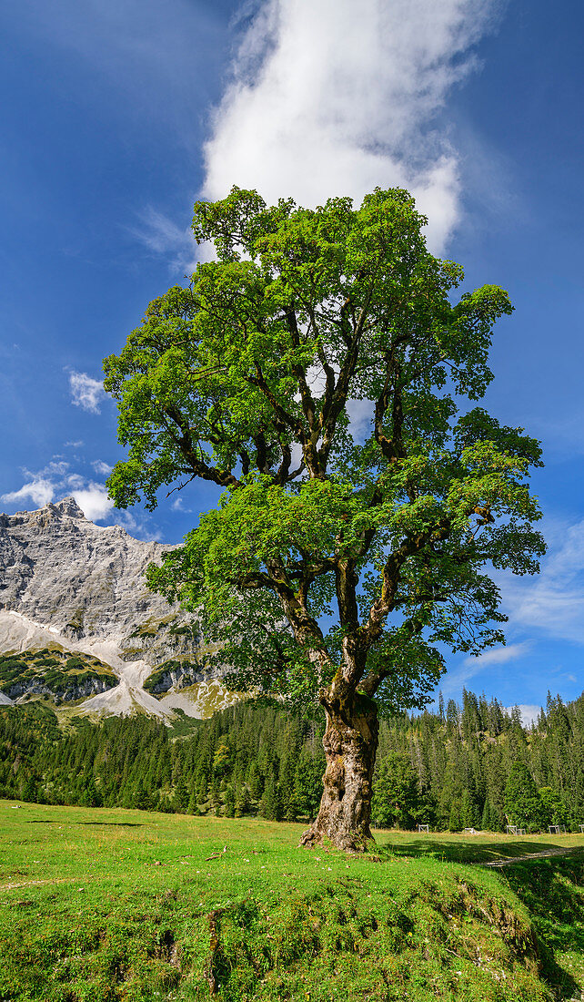 Bergahorn mit Karwendel im Hintergrund, Kleiner Ahornboden, Karwendel, Naturpark Karwendel, Tirol, Österreich