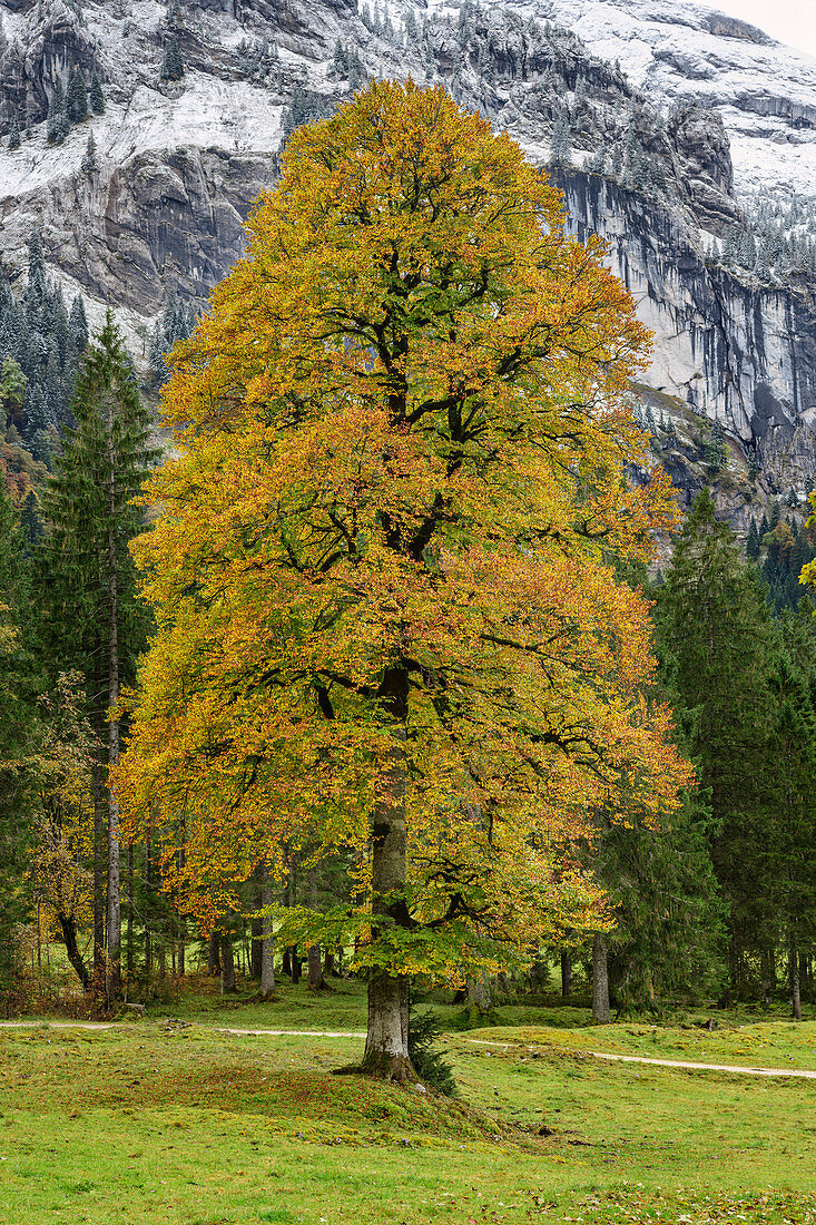 Buche im Herbstlaub, Wankerfleck, Ammergauer Alpen, Ammergebirge, Schwaben, Bayern, Deutschland