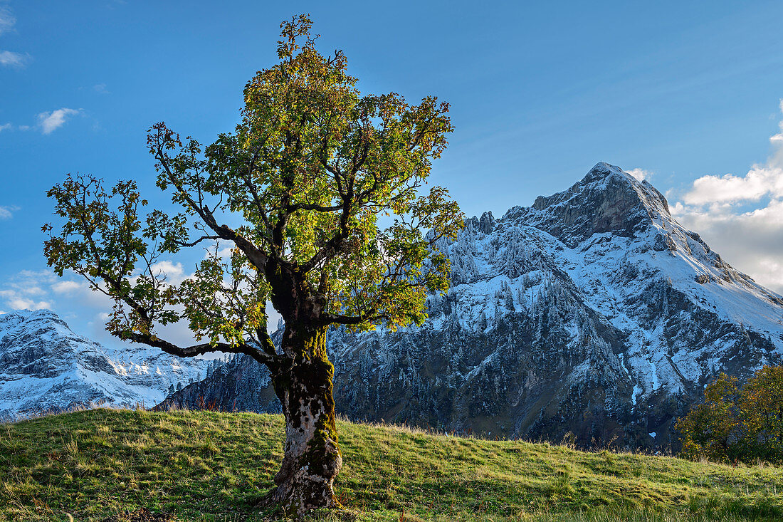 Bergahorn im Herbstlaub mit Giebel im Hintergrund, Schwarzenbergalpe, Allgäu, Allgäuer Alpen, Schwaben, Bayern, Deutschland