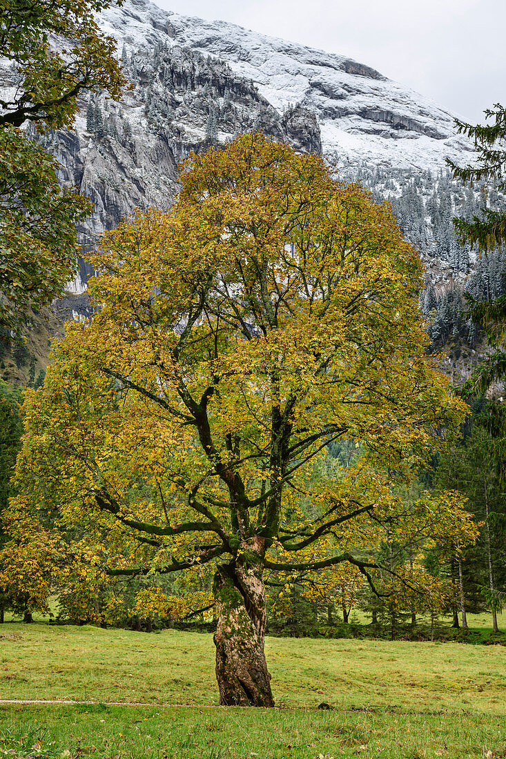 Sycamore maple in autumn leaves, Wankerfleck, Ammergau Alps, Ammer Mountains, Swabia, Bavaria, Germany