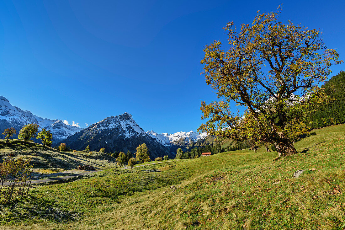 Schwarzenbergalpe with sycamore maple in autumn leaves and gable in the background, Schwarzenbergalpe, Allgäu, Allgäu Alps, Swabia, Bavaria, Germany