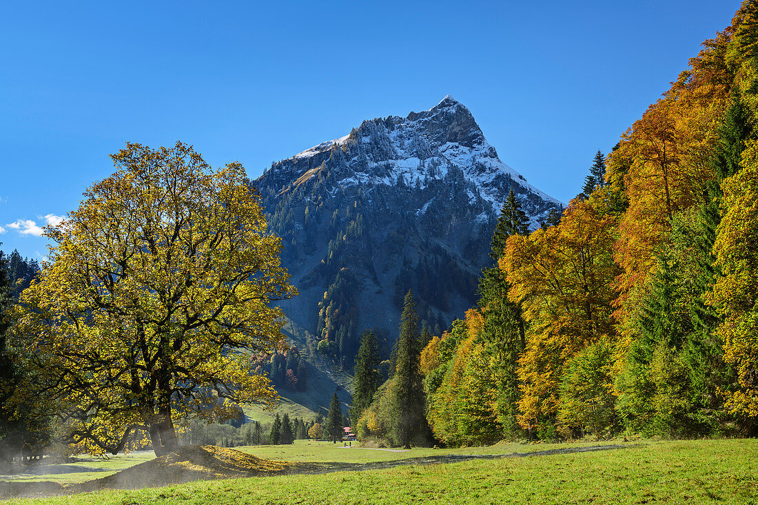 Sycamore maple in autumn leaves with gable in the background, Ostrachtal, Allgäu, Allgäu Alps, Swabia, Bavaria, Germany