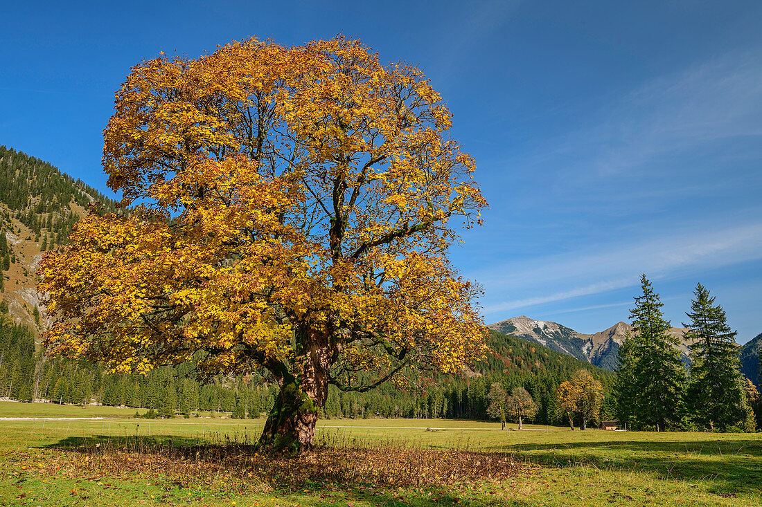 Sycamore maple in autumn leaves, Rissbachtal, Karwendel, Karwendel Nature Park, Tyrol, Austria