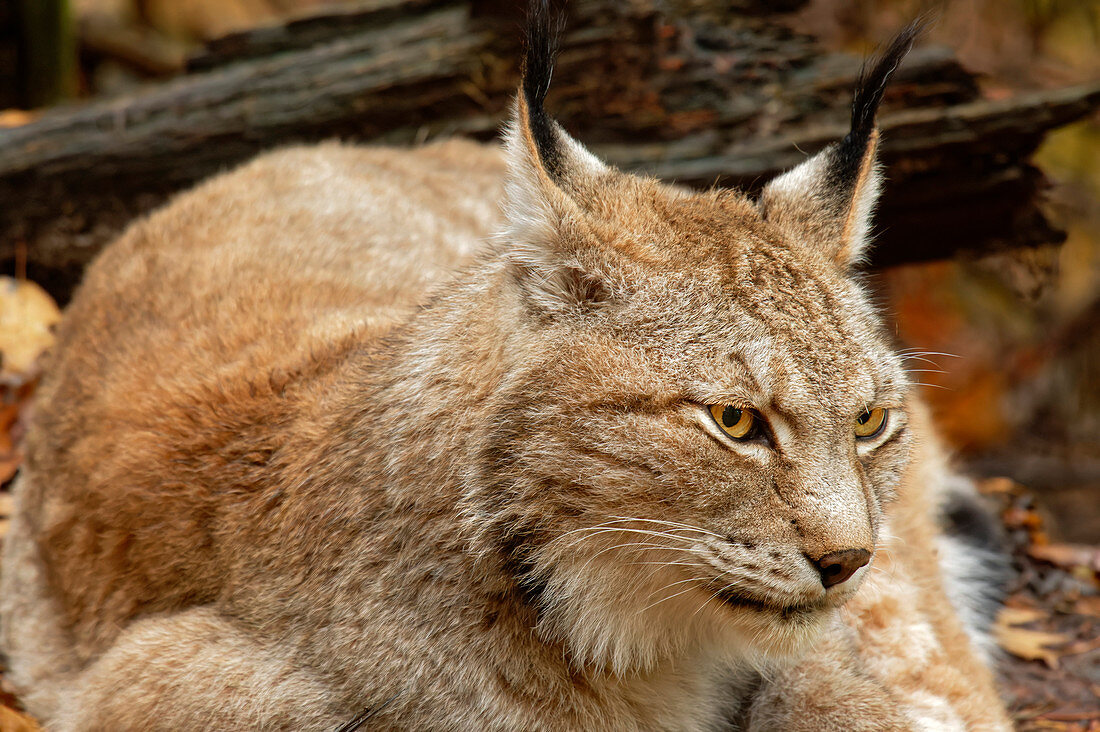 Luchs beobachtet aufmerksam die Umgebung, Lynx, Bad Schandau, Nationalpark Sächsische Schweiz, Sächsische Schweiz, Elbsandstein, Sachsen, Deutschland