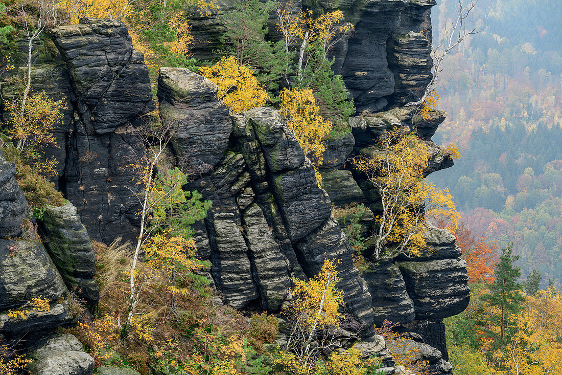 Felsen mit herbstlich verfärbten Birken, Lilienstein, Nationalpark Sächsische Schweiz, Sächsische Schweiz, Elbsandstein, Sachsen, Deutschland