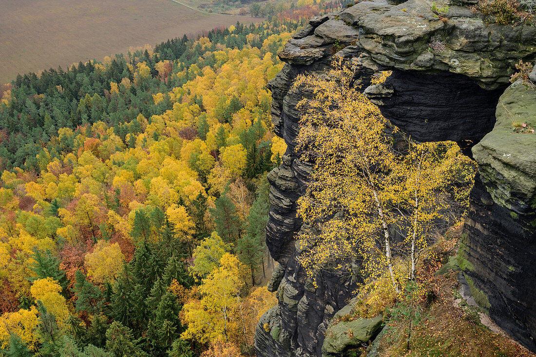 View down from Lilienstein to autumn-colored forest, Lilienstein, Saxon Switzerland National Park, Saxon Switzerland, Elbe Sandstone, Saxony, Germany