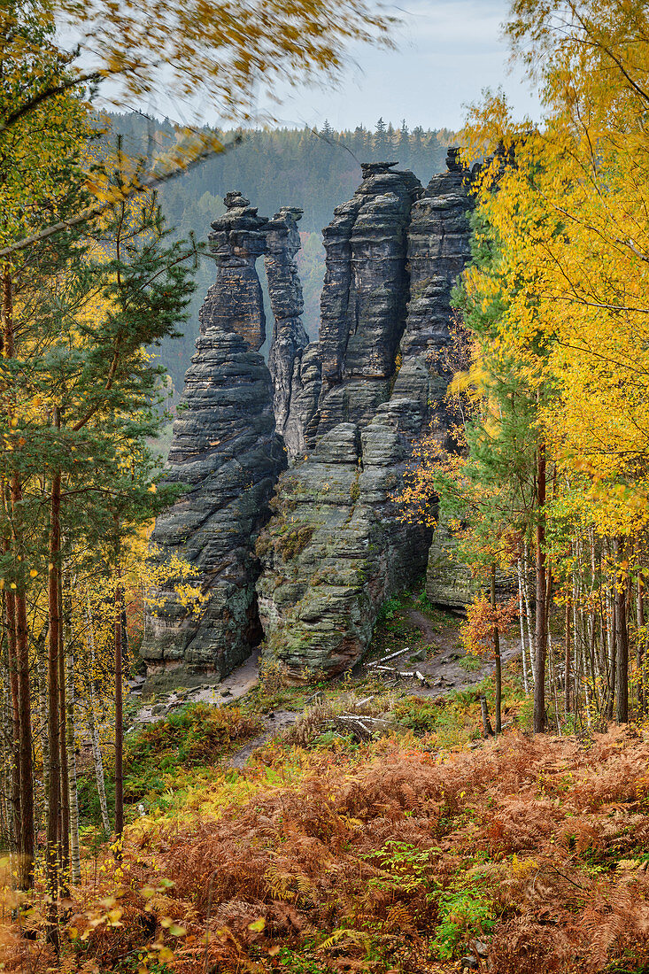 Autumnal discolored birch with rock towers in the background, Bielatal, Saxon Switzerland National Park, Saxon Switzerland, Elbe Sandstone, Saxony, Germany