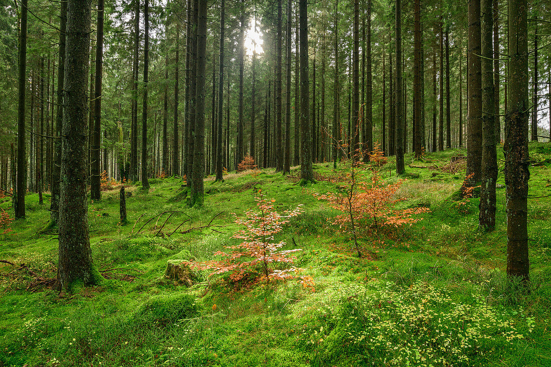 Sonnenstrahlen scheinen in Fichtenwald, Bodetal, Harz, Sachsen-Anhalt, Deutschland