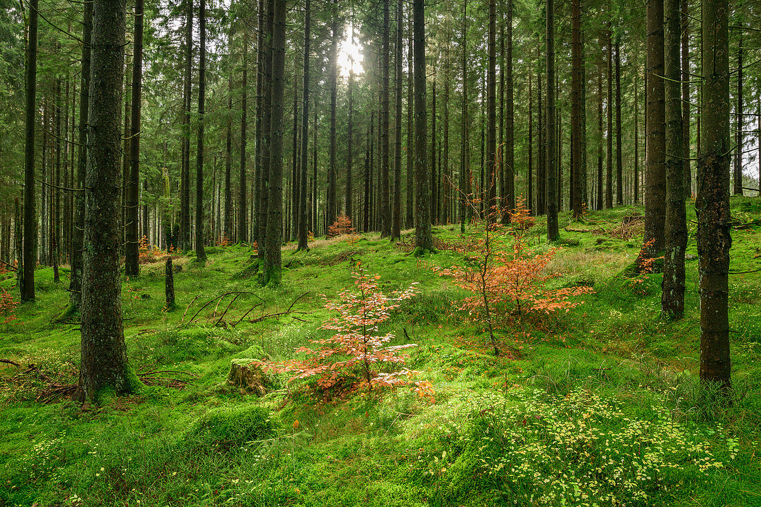 Sun rays shine in spruce forest, Bodetal, Harz, Saxony-Anhalt, Germany
