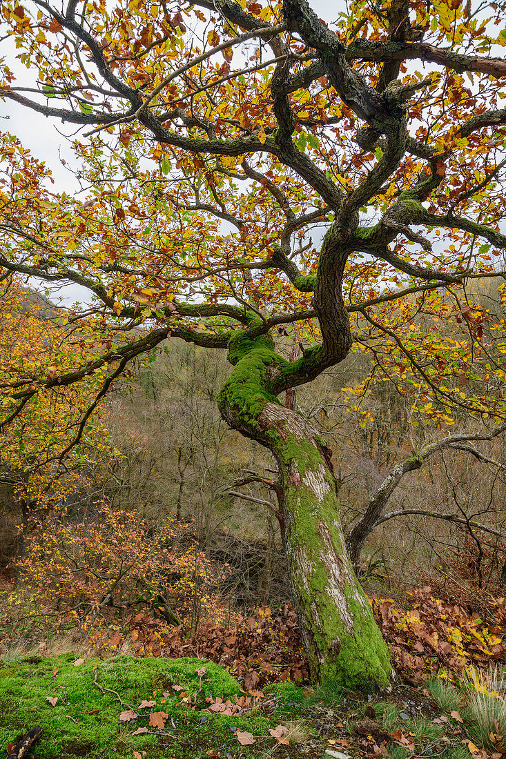 Inclined oak in autumn leaves, Bodetal, Harz, Saxony-Anhalt, Germany