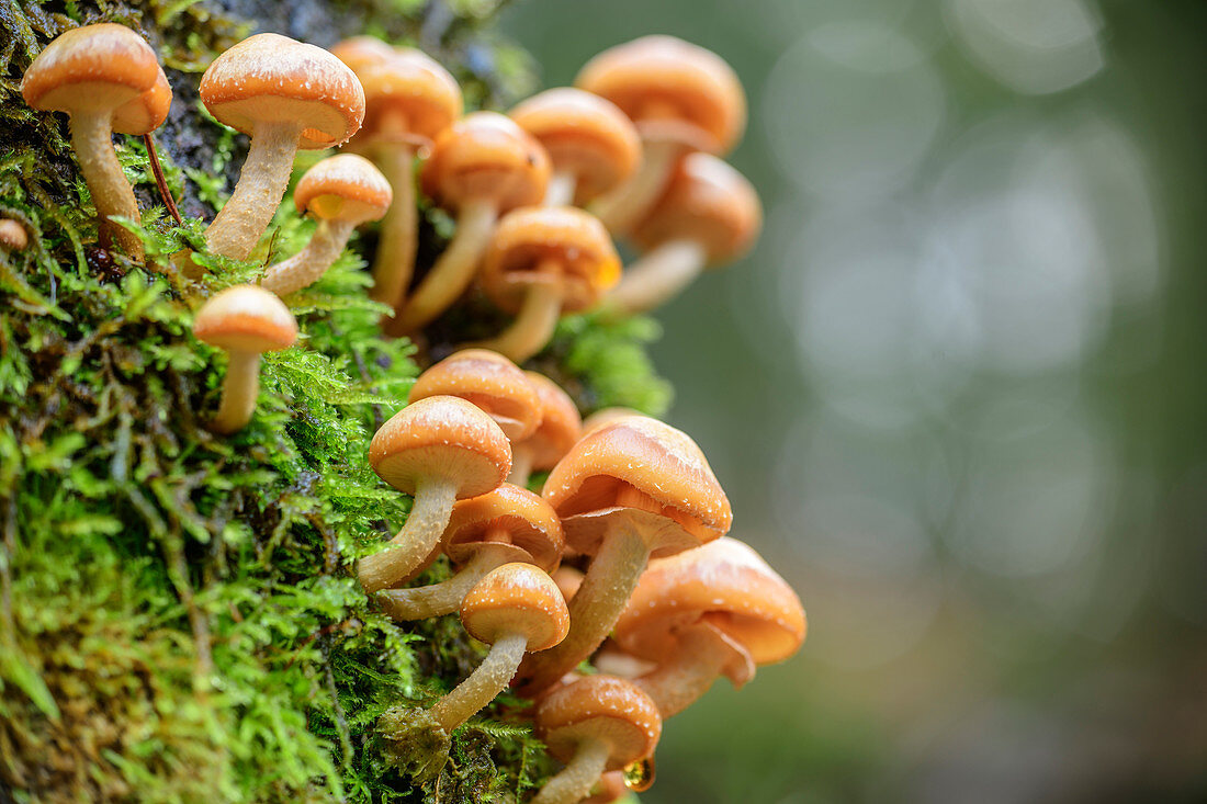 Mushrooms grow on a mossy tree trunk, Bodetal, Harz, Saxony-Anhalt, Germany