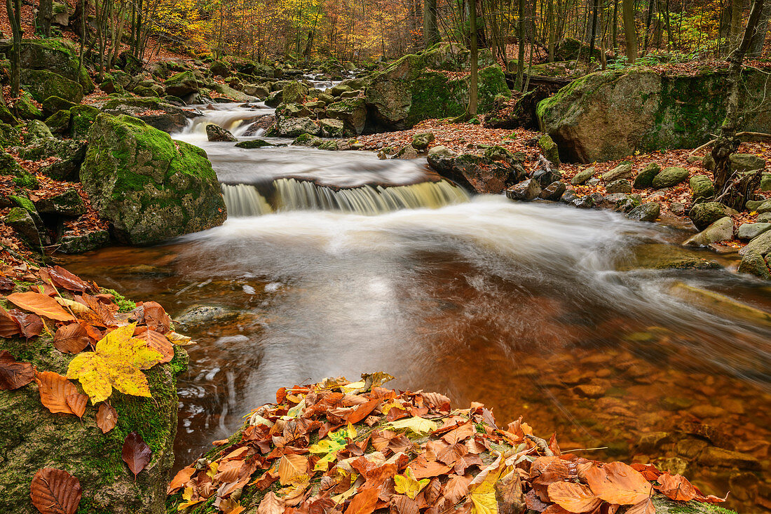 Stream with autumn leaves, Ilsetal, Brocken, Harz National Park, Harz, Saxony-Anhalt, Germany
