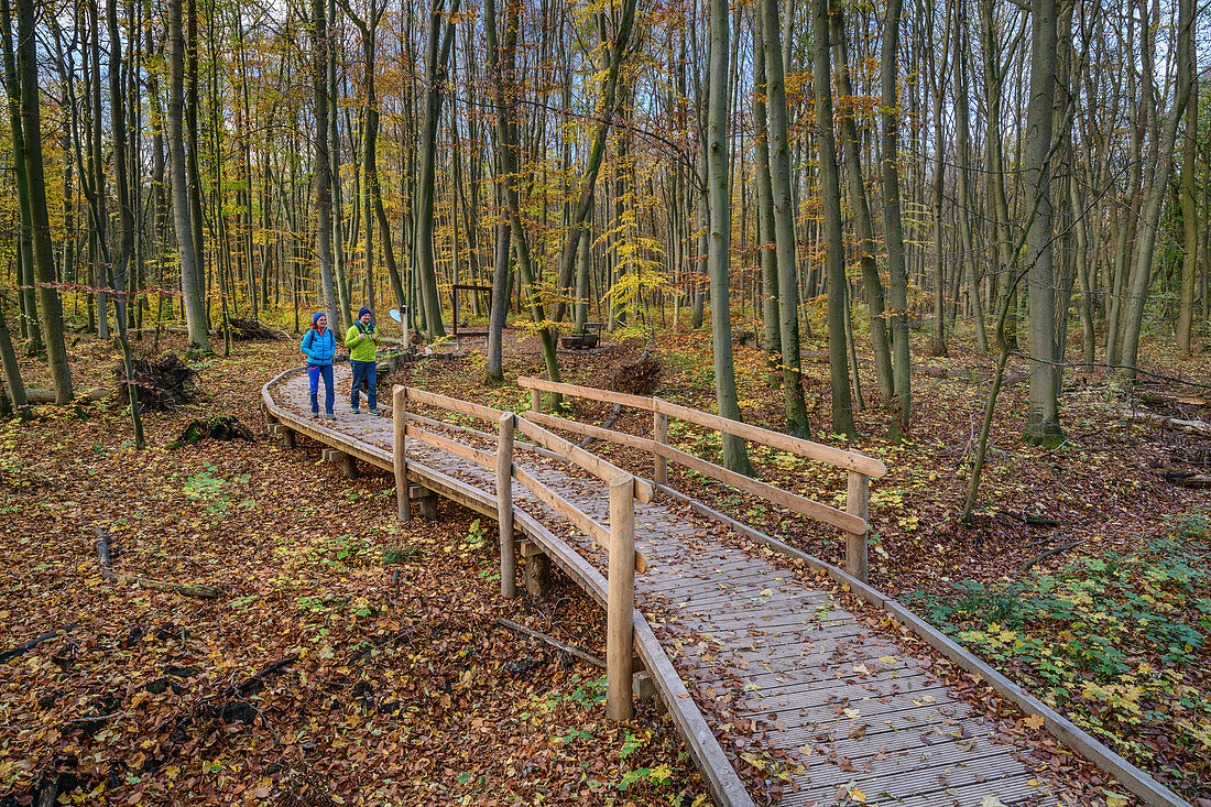 Mann und Frau wandern auf Waldpromenade durch Wald, Nationalpark Hainich, Thüringen, Deutschland