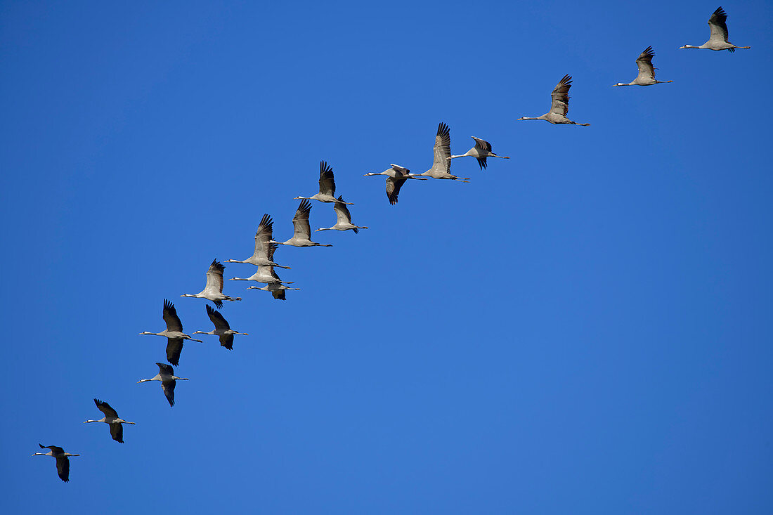 Flying cranes, bird migration, Hainich National Park, Thuringia, Germany