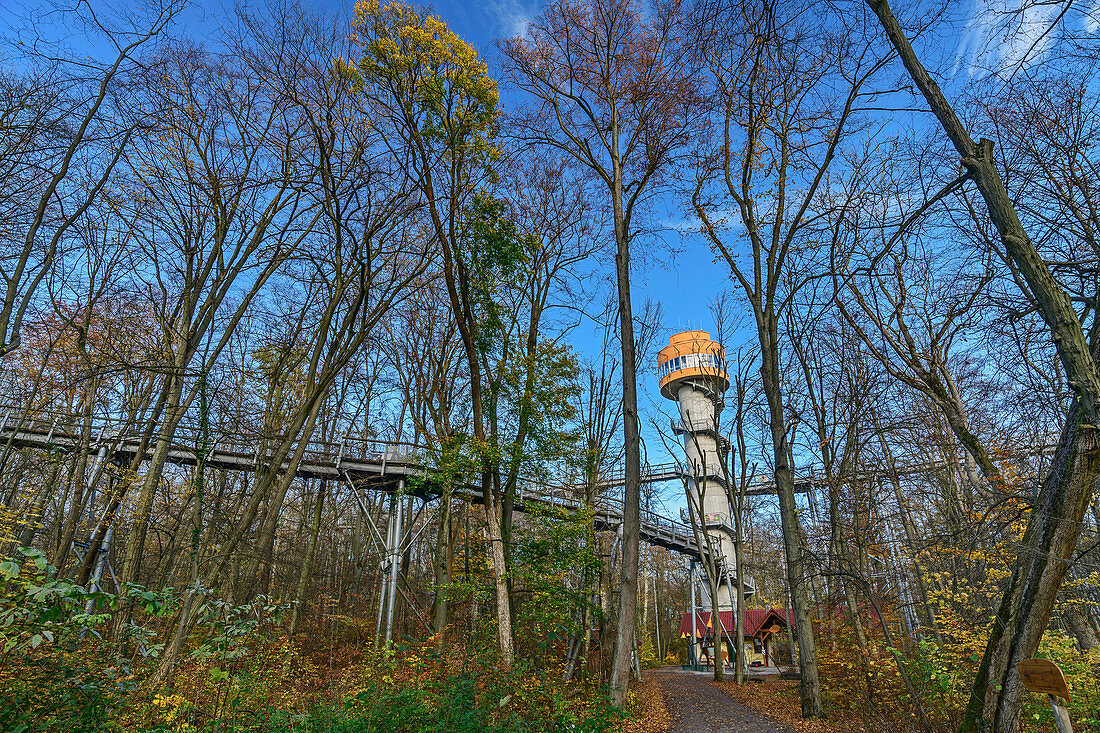 Treetop path with observation tower, Hainich National Park, Thuringia, Germany