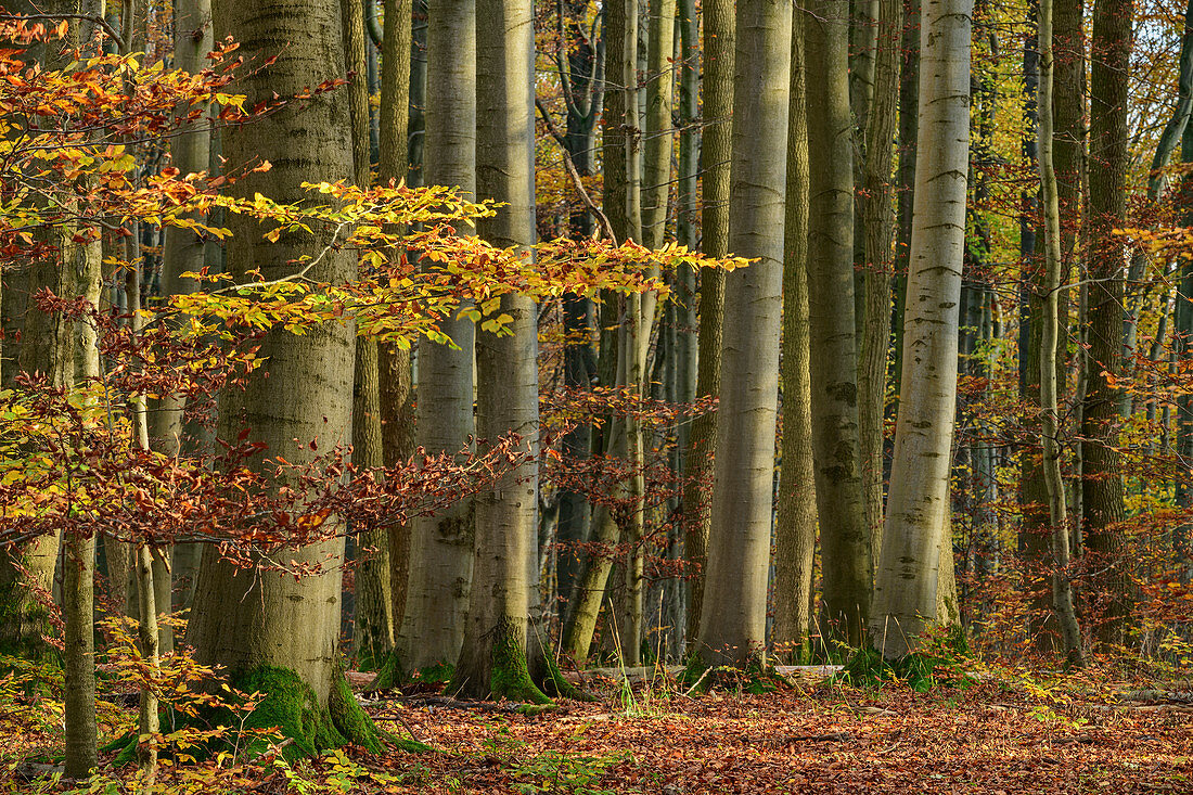 Herbstlicher Buchenwald, Nationalpark Hainich, Thüringen, Deutschland
