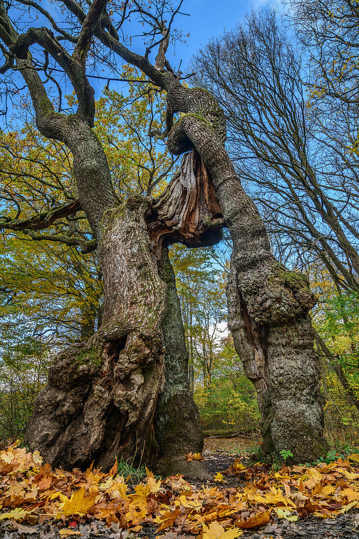 Betteleiche mit gespaltenem Stamm, Nationalpark Hainich, Thüringen, Deutschland