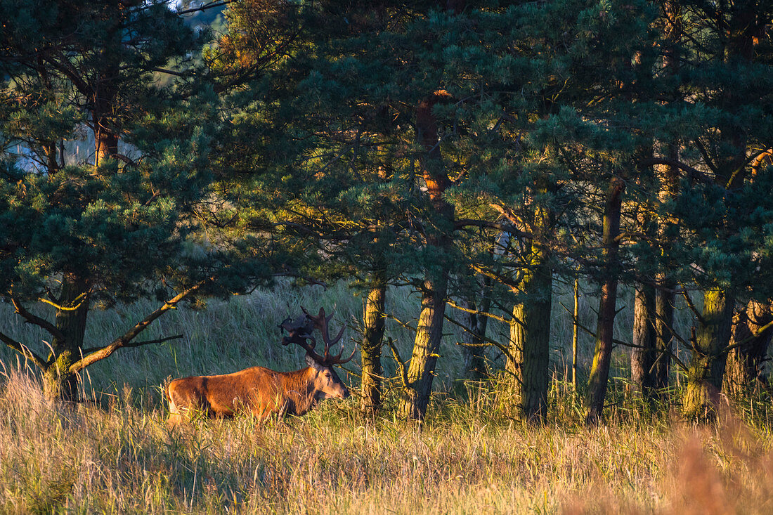 Capital deer in the sunshine, Mecklenburg-Western Pomerania, Baltic Sea