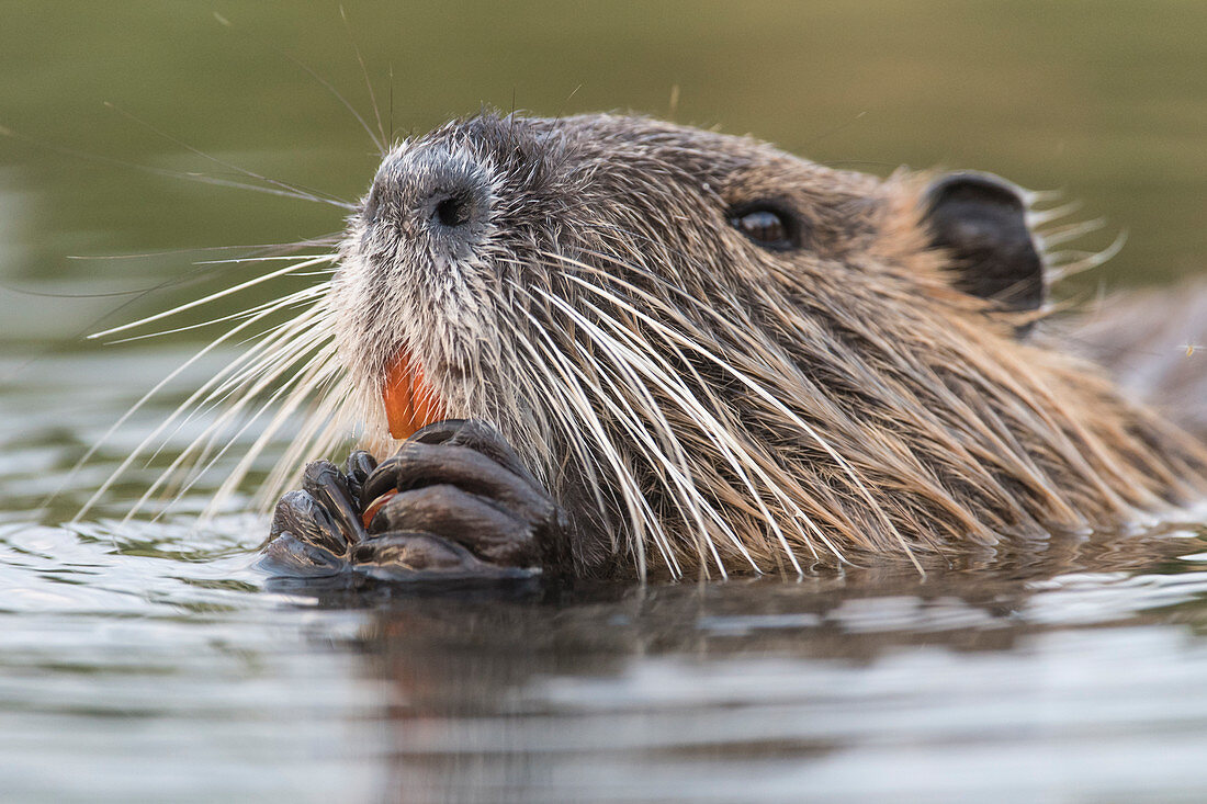 Nutria, Biber, Nahaufnahme im Wasser, Deutschland, Bandenburg, Spreewald,