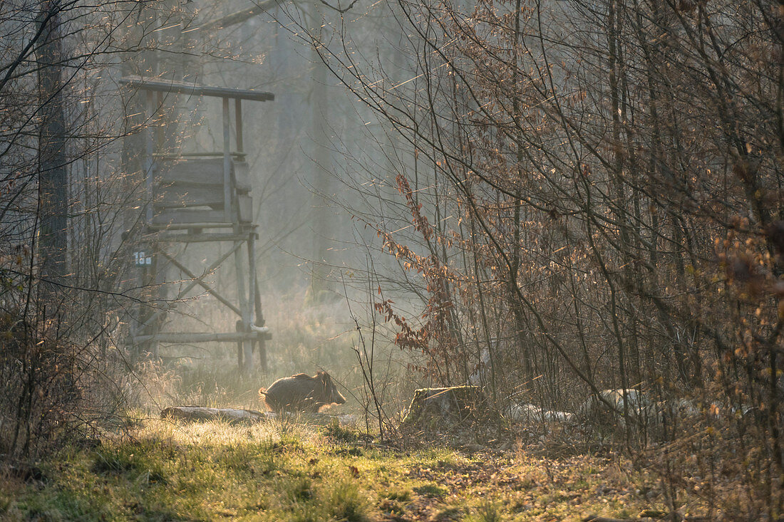 Running wild boar in the dense alder forest, Germany, Brandenburg, Spreewald