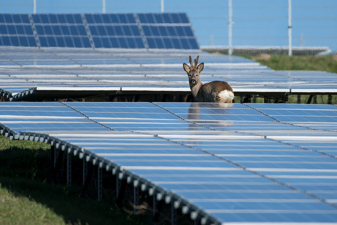 Rehbock im Solarpark, Solaranlage Deutschland, bei Berlin