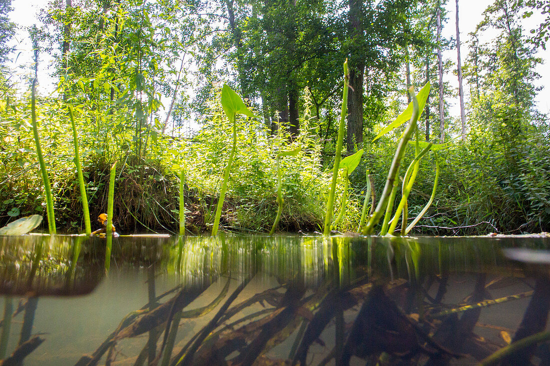 Aquatic plants in the rivers of the Spreewald, Germany, Brandenburg