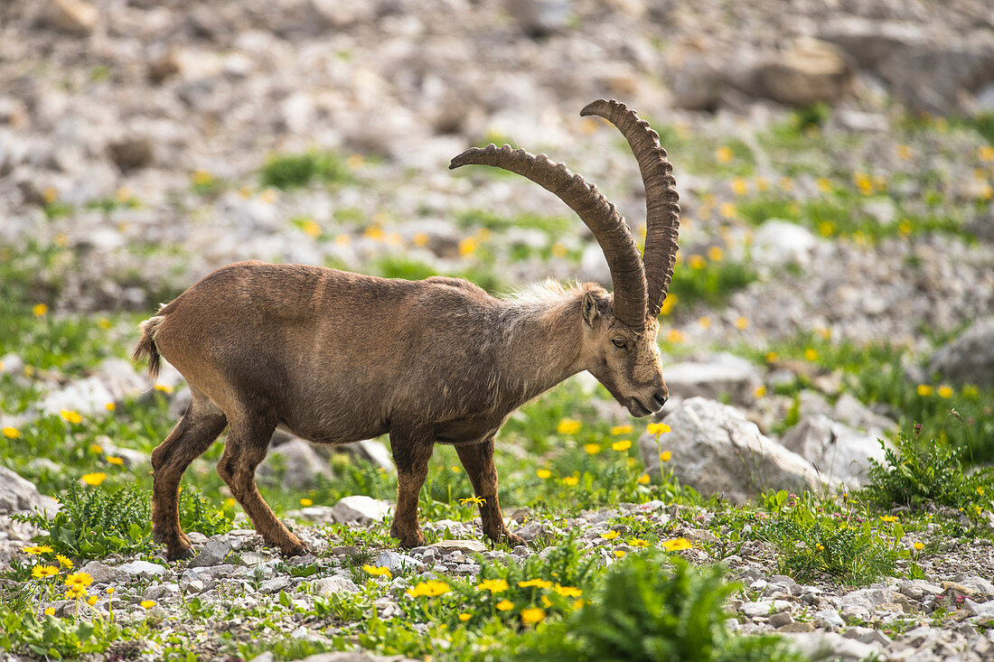 Alpine ibex in the arnica field of the Alps, Germany, Bavaria, Oberallgäu