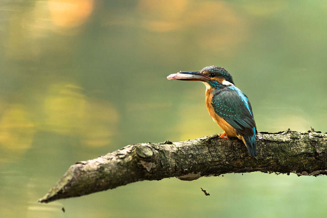 Kingfisher sitting on branch with a fish catch, Germany, Brandenburg, Spreewald